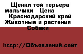 Щенки той-терьера мальчики › Цена ­ 3 000 - Краснодарский край Животные и растения » Собаки   